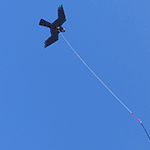 Hawk Kite Bird Scarer Kit